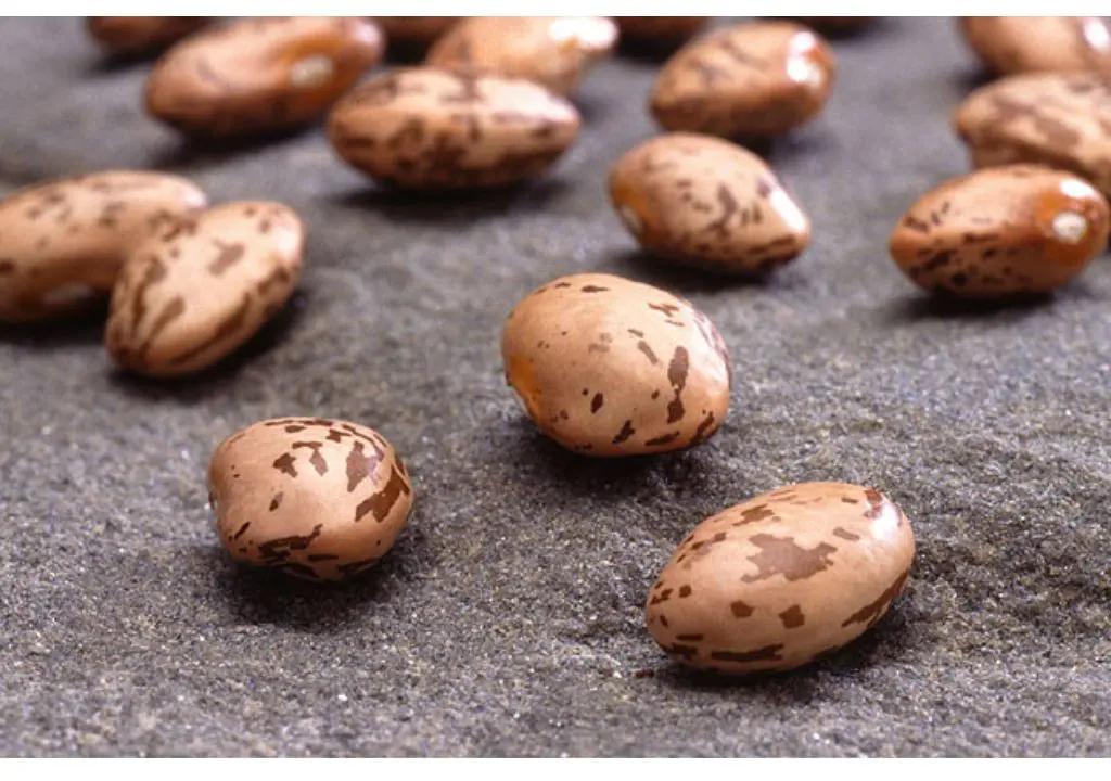 substitution for kidney beans, substitute for kidney beans, substitute kidney beans, kidney beans substitutes, red bean substitute, red beans substitute, substitute for kidney beans in chili, kidney beans substitute in chili, substitute for pink beans