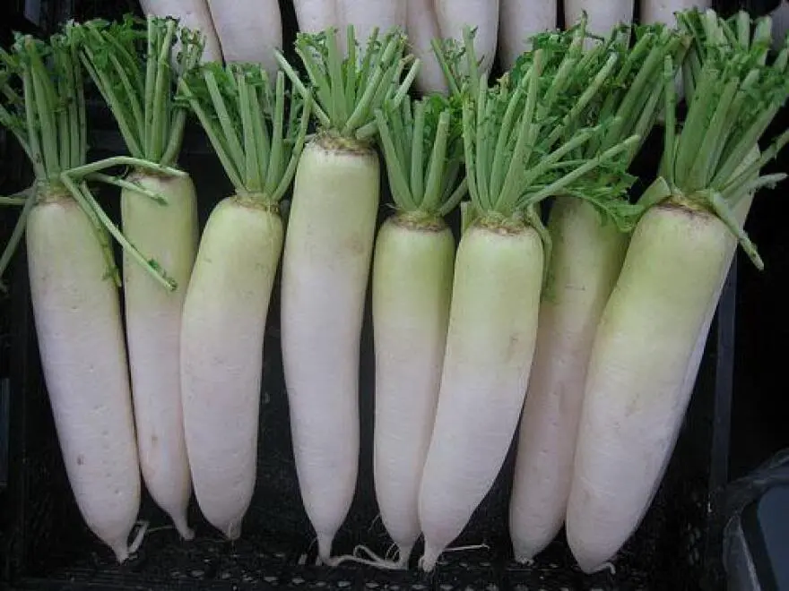 water chestnut substitute, substitute for water chestnuts, chestnut substitute, water chestnuts substitute, water chestnut replacement, daikon